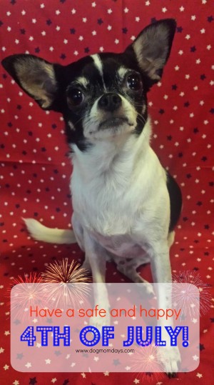 4th of July Chihuahua