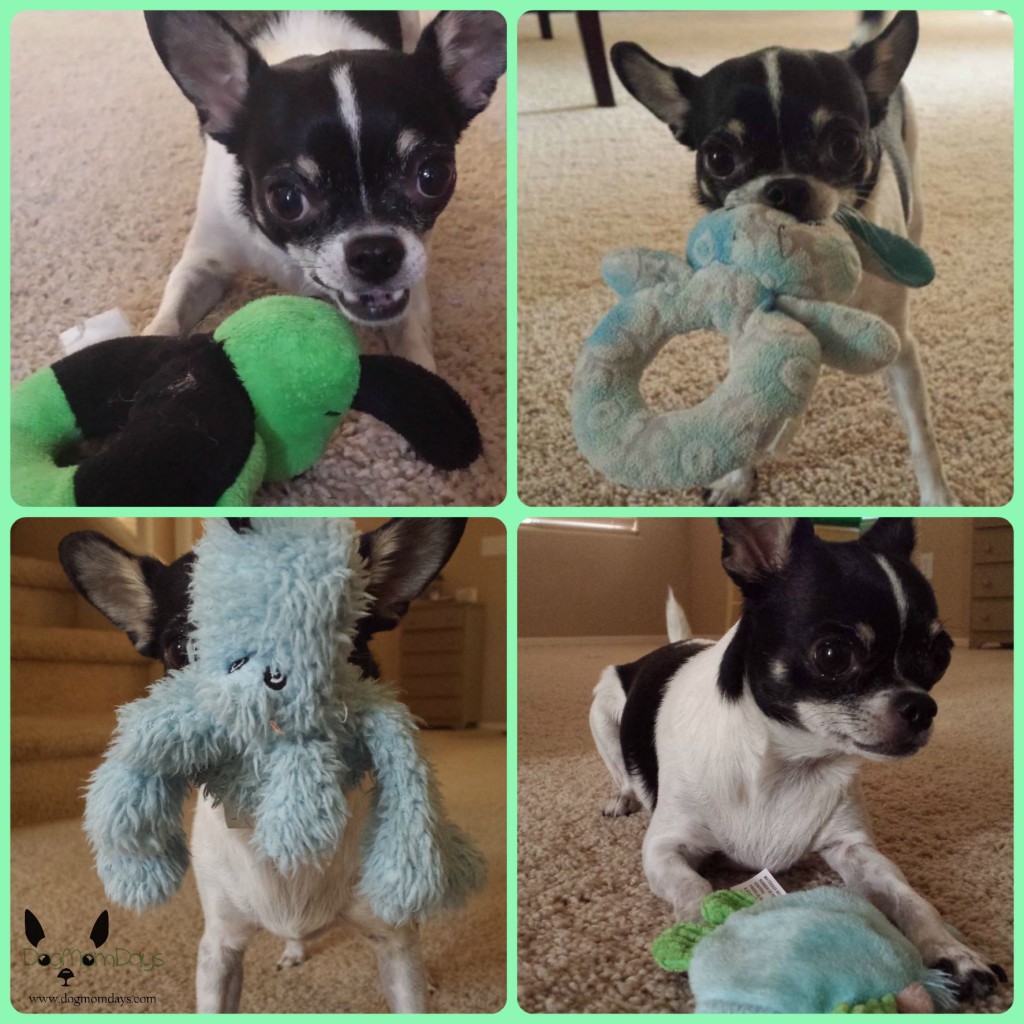 Chihuahua dog toys