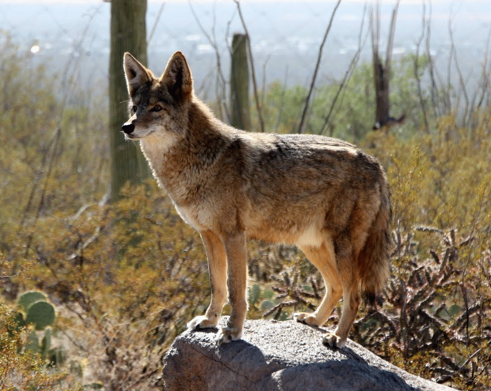 Arizona desert coyote