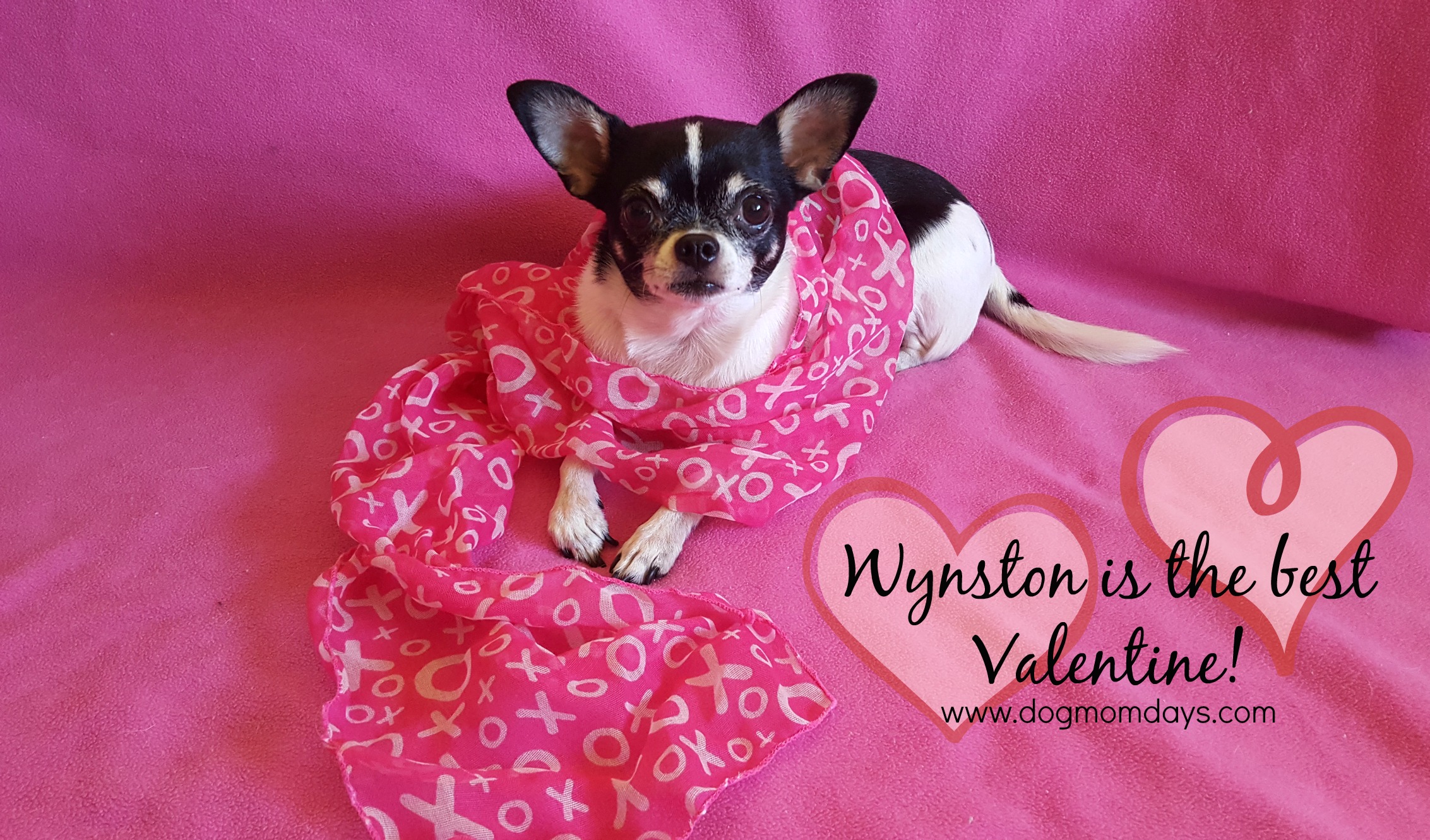 Chihuahua Valentine's Day