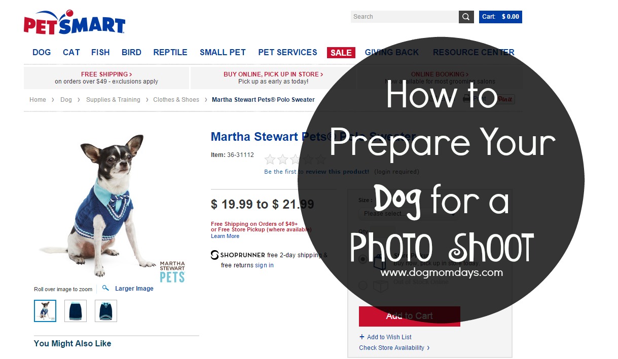 How to Prepare Your Dog for a Photo Shoot