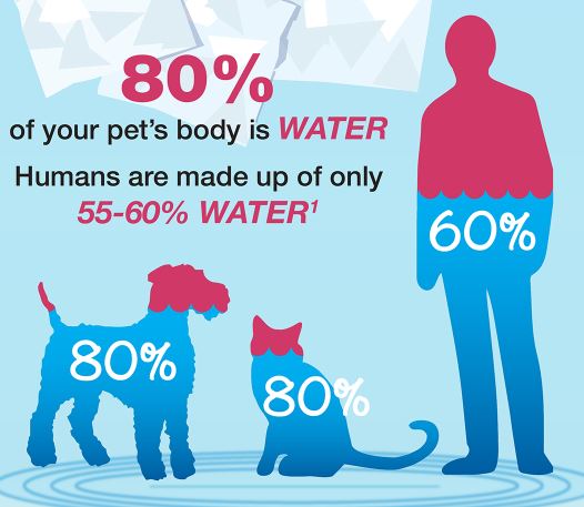 Pet Hydration Month