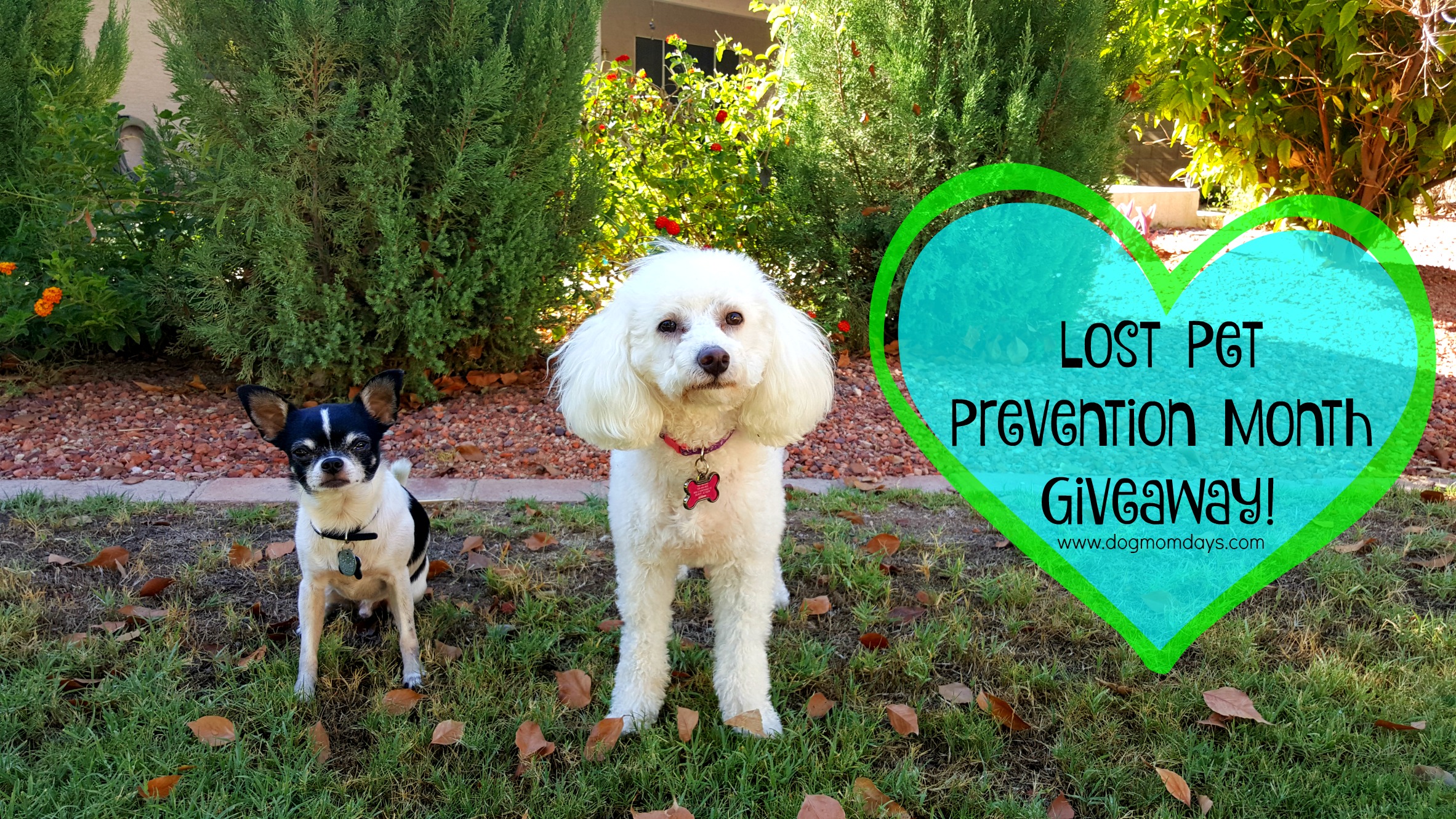 Lost Pet Prevention Month