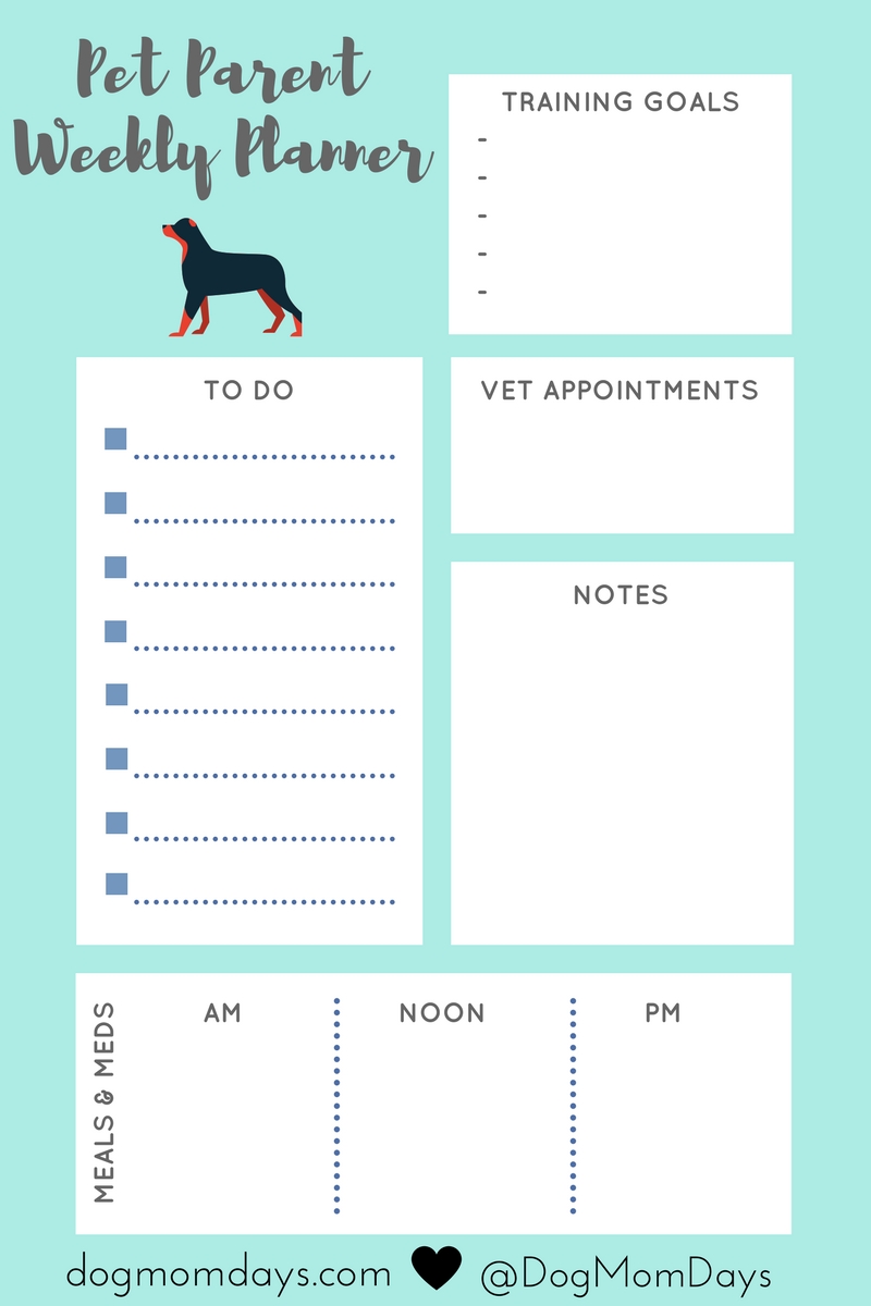 schedule for your dog