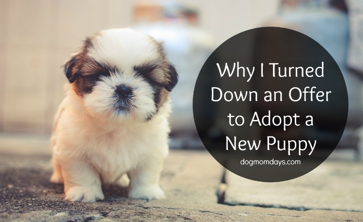 adopt a new puppy