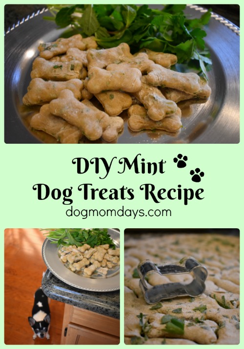 homemade mint dog treat recipe