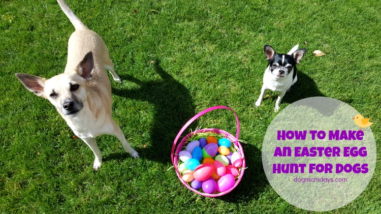 how to make an Easter egg hunt for dogs