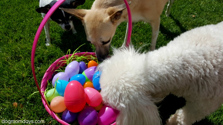 How to make an Easter egg hunt for dogs