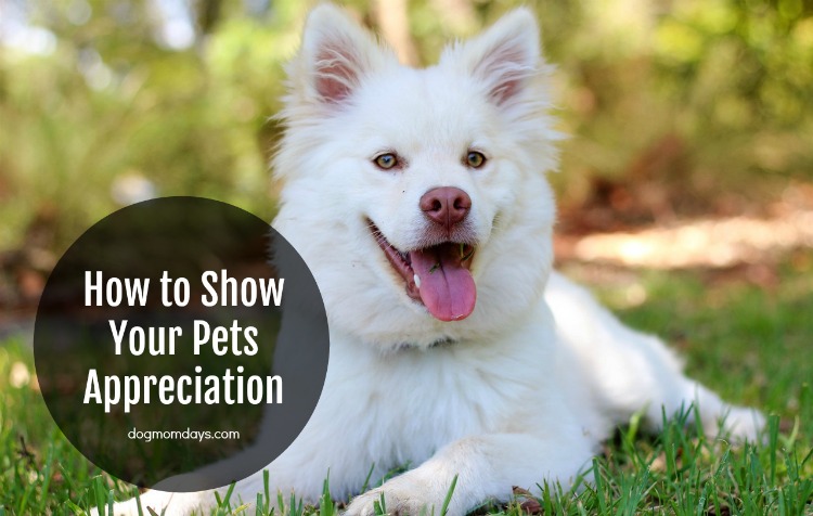 how to show your pets appreciation