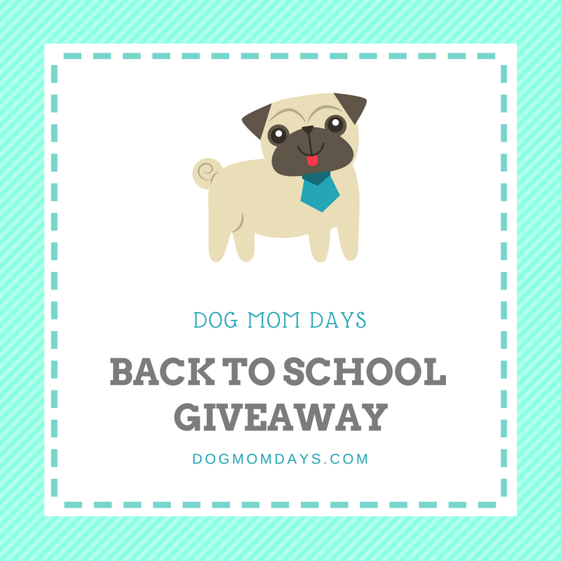 back to school for dogs
