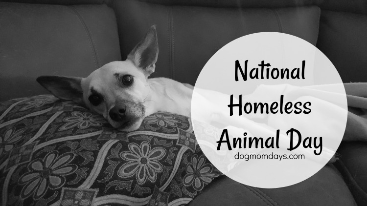 National Homeless Animal Day