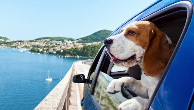 tips for vacationing with your dog