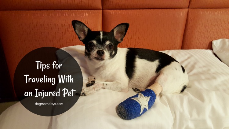 traveling with an injured dog