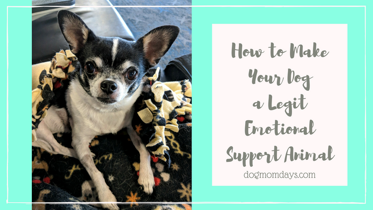 make your dog an emotional support animal