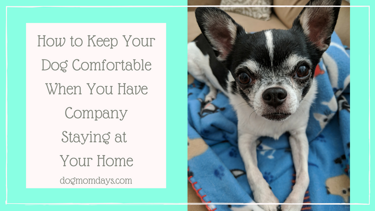 keep your dog comfortable when you have company staying at your home