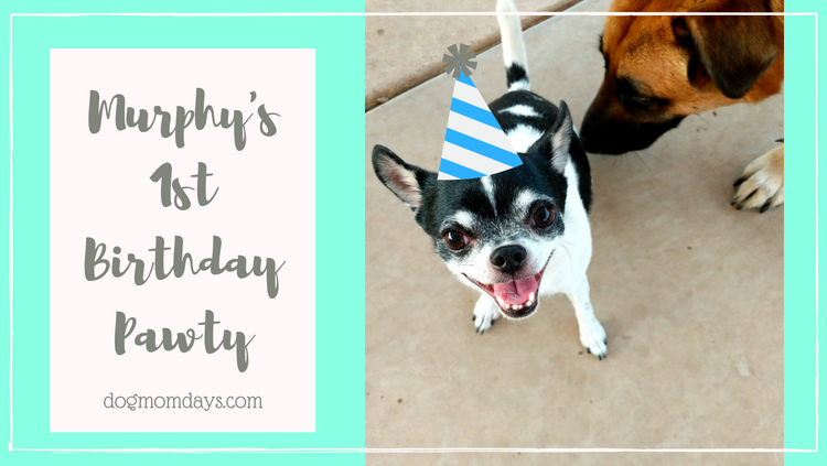Murphy's 1st birthday party
