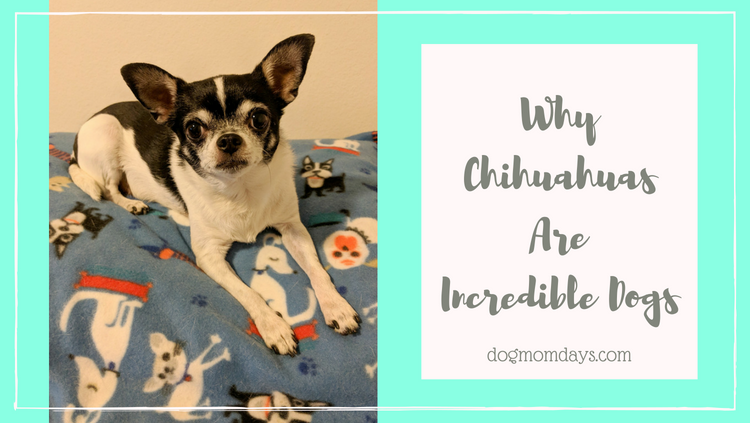 why Chihuahuas are incredible dogs