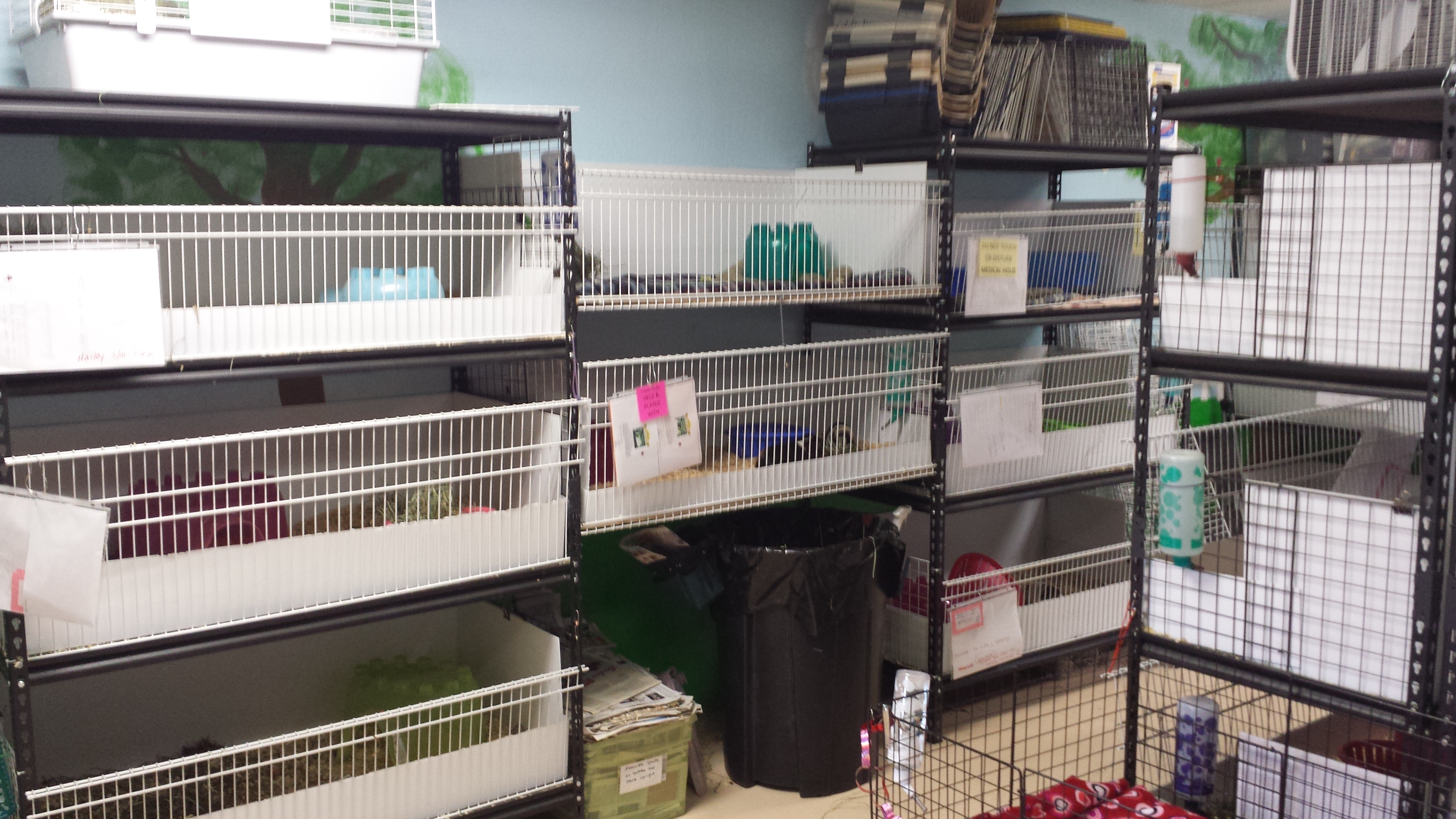 The home to about 40 guinea pigs waiting for their forever families! 