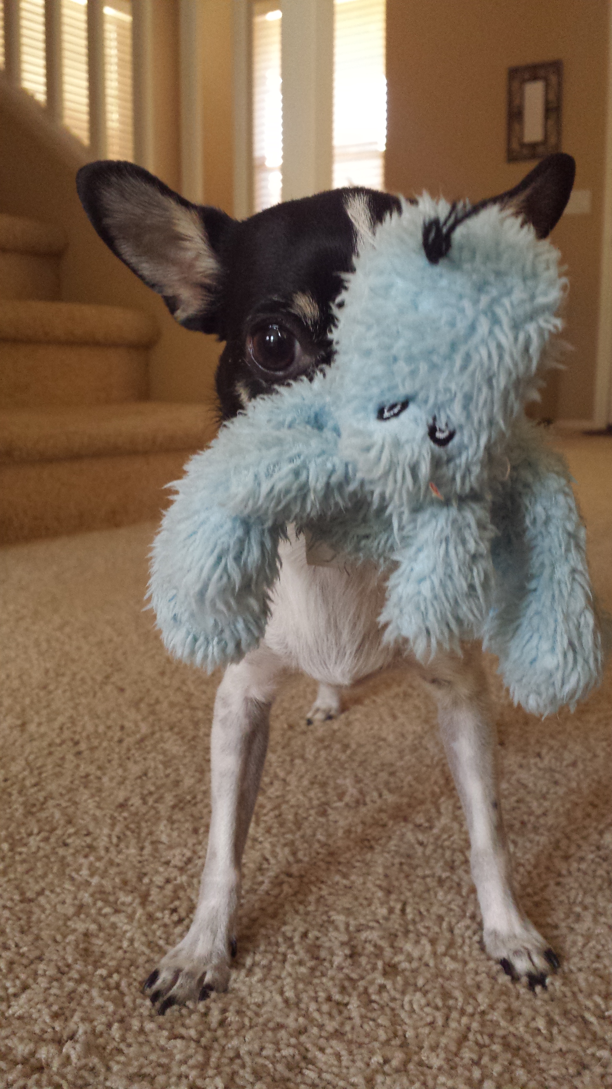 Time to play with blue dog!
