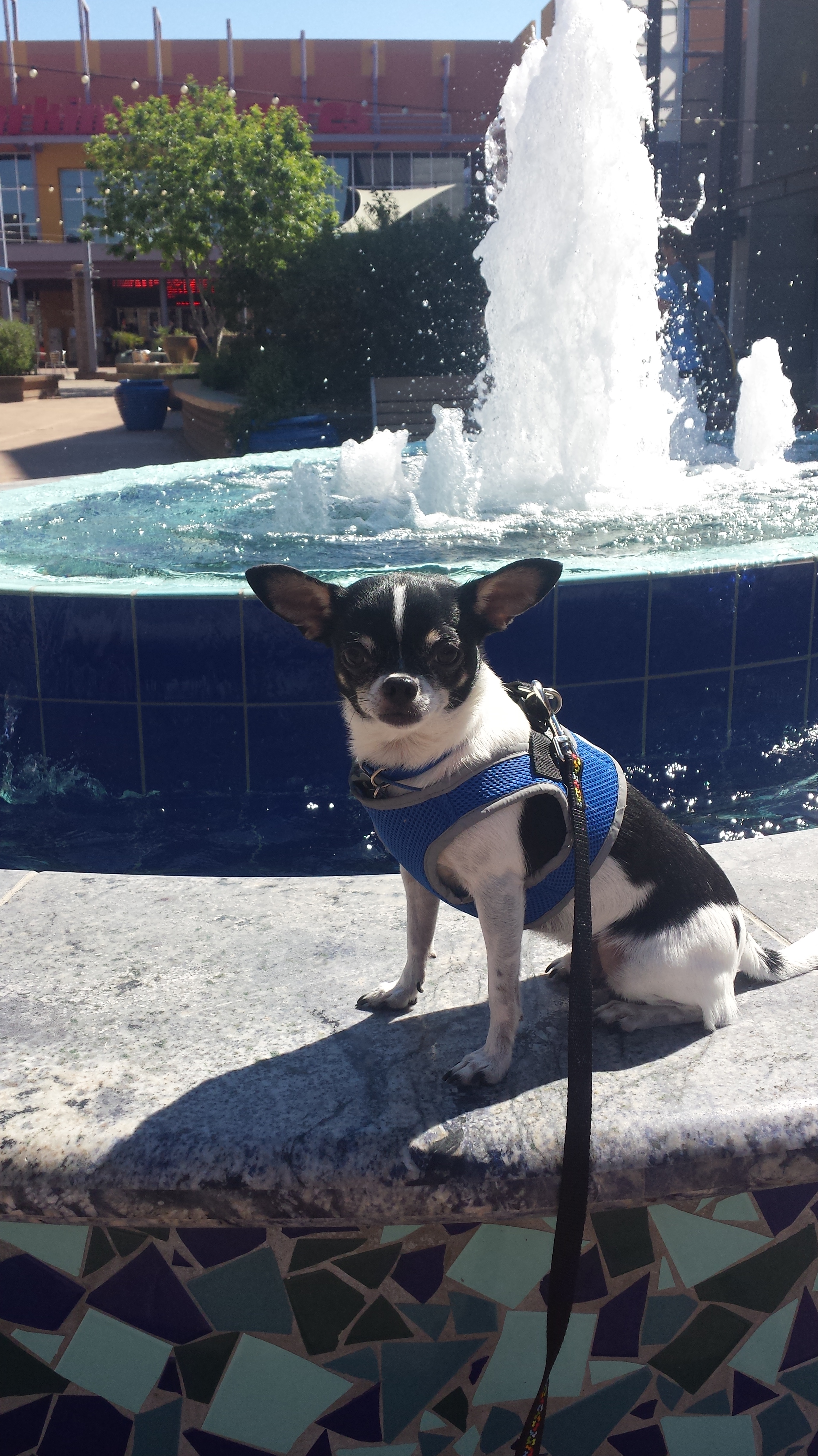 Wynston wasn't too fond of the fountain...