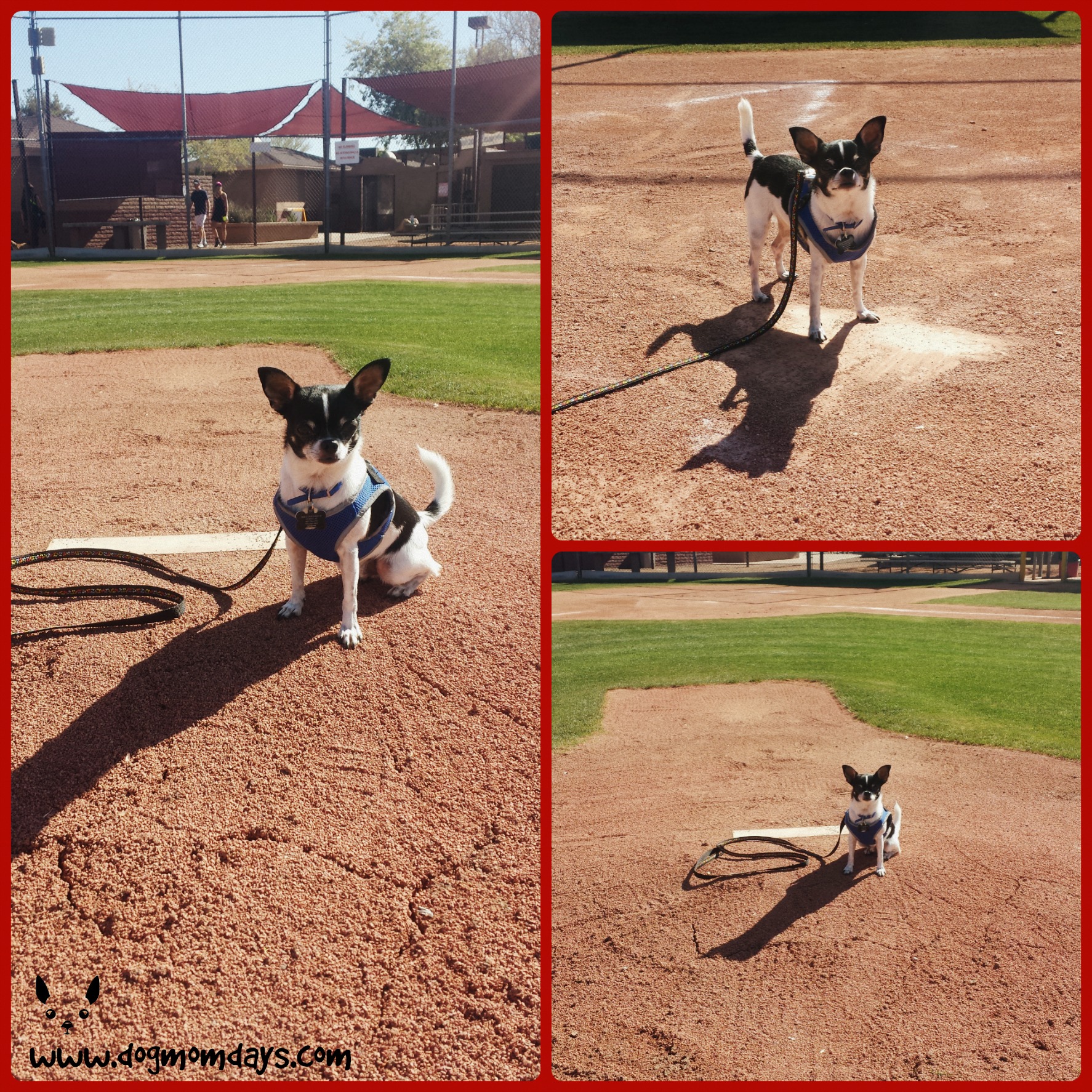 Wynston posing on the baseball mound! The dog show took place on a baseball field. 