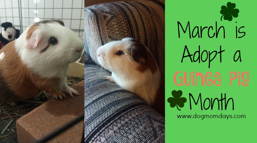 Adopt a Guinea Pig Month