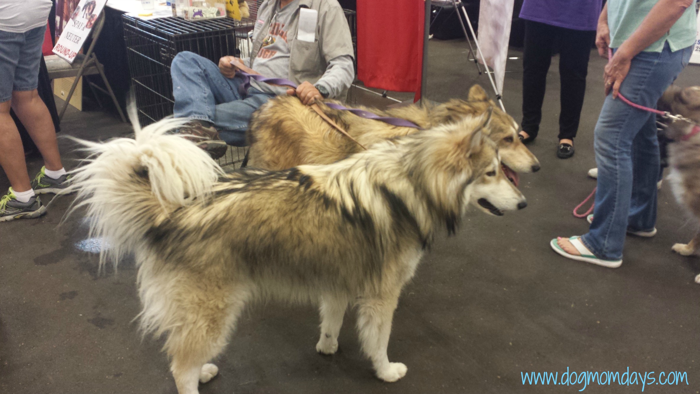 Wolf breed dogs