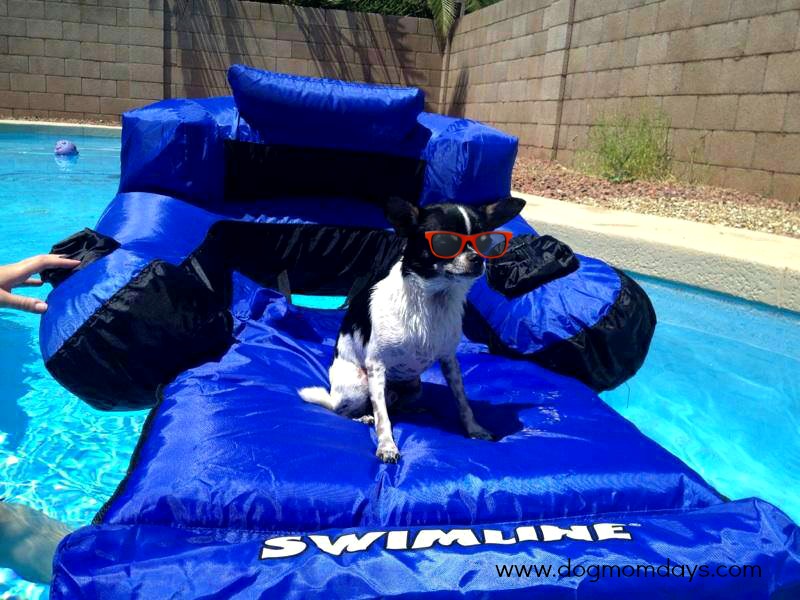ways to keep your dog cool