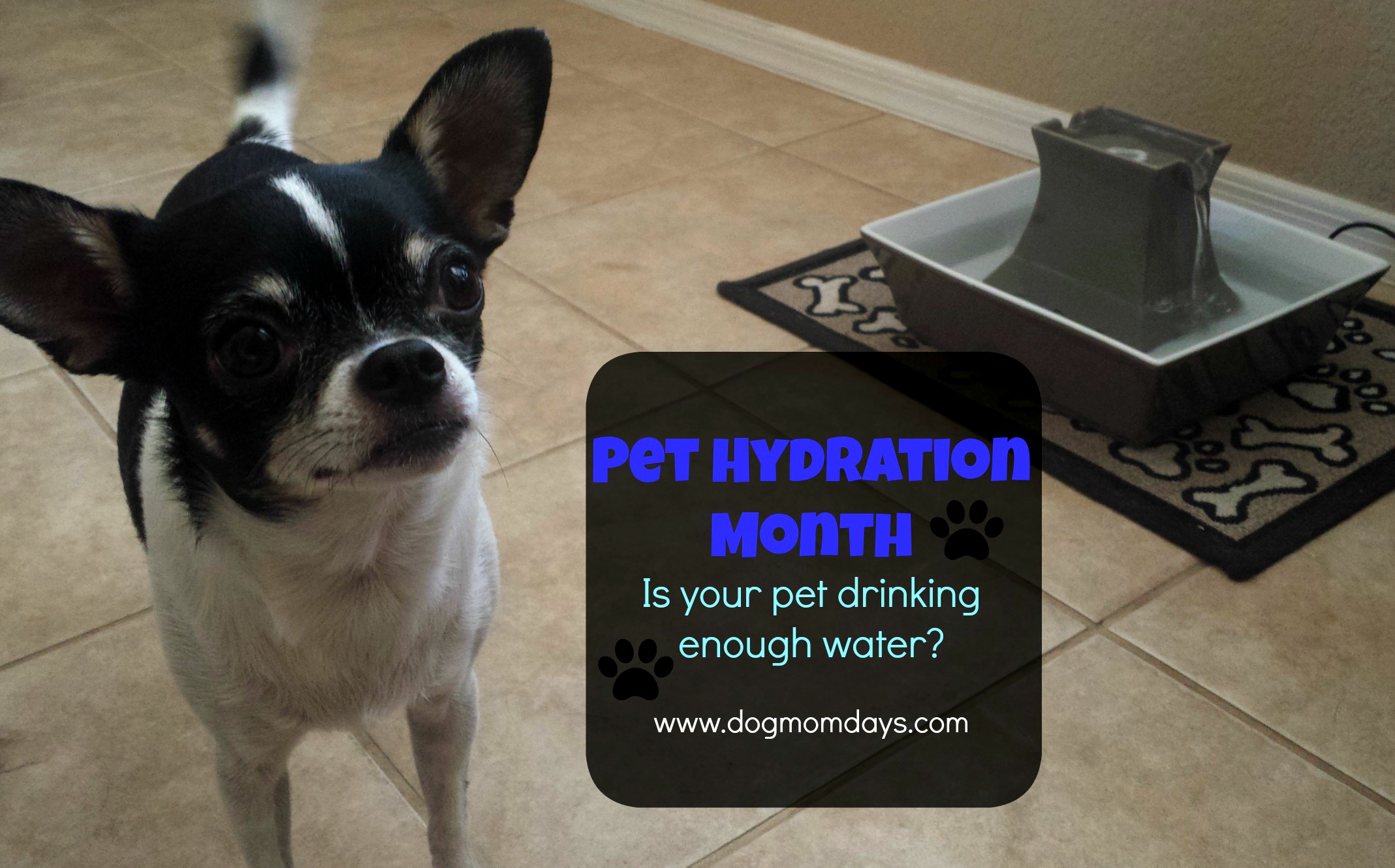 pet hydration month