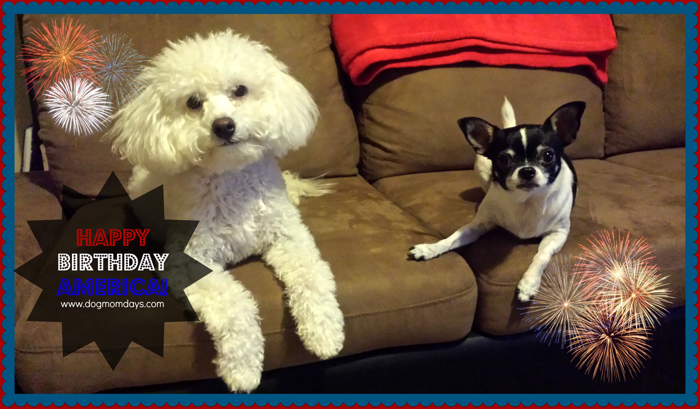 Chihuahua and maltipoo 4th of July