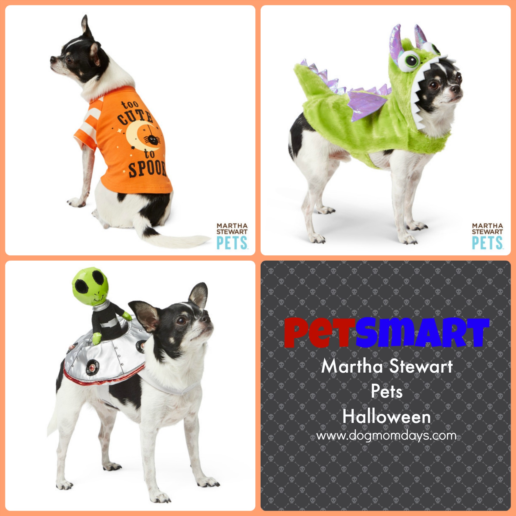 Chihuahua Halloween costumes at PetSmart