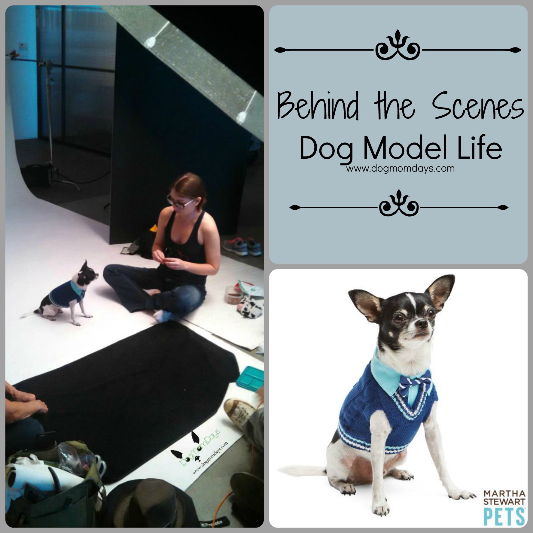 The behind the scenes photo was taken at one of Wynston's PetSmart photo shoots. This photo is being shared with the permission of Arizona Animal Actors and the client. 