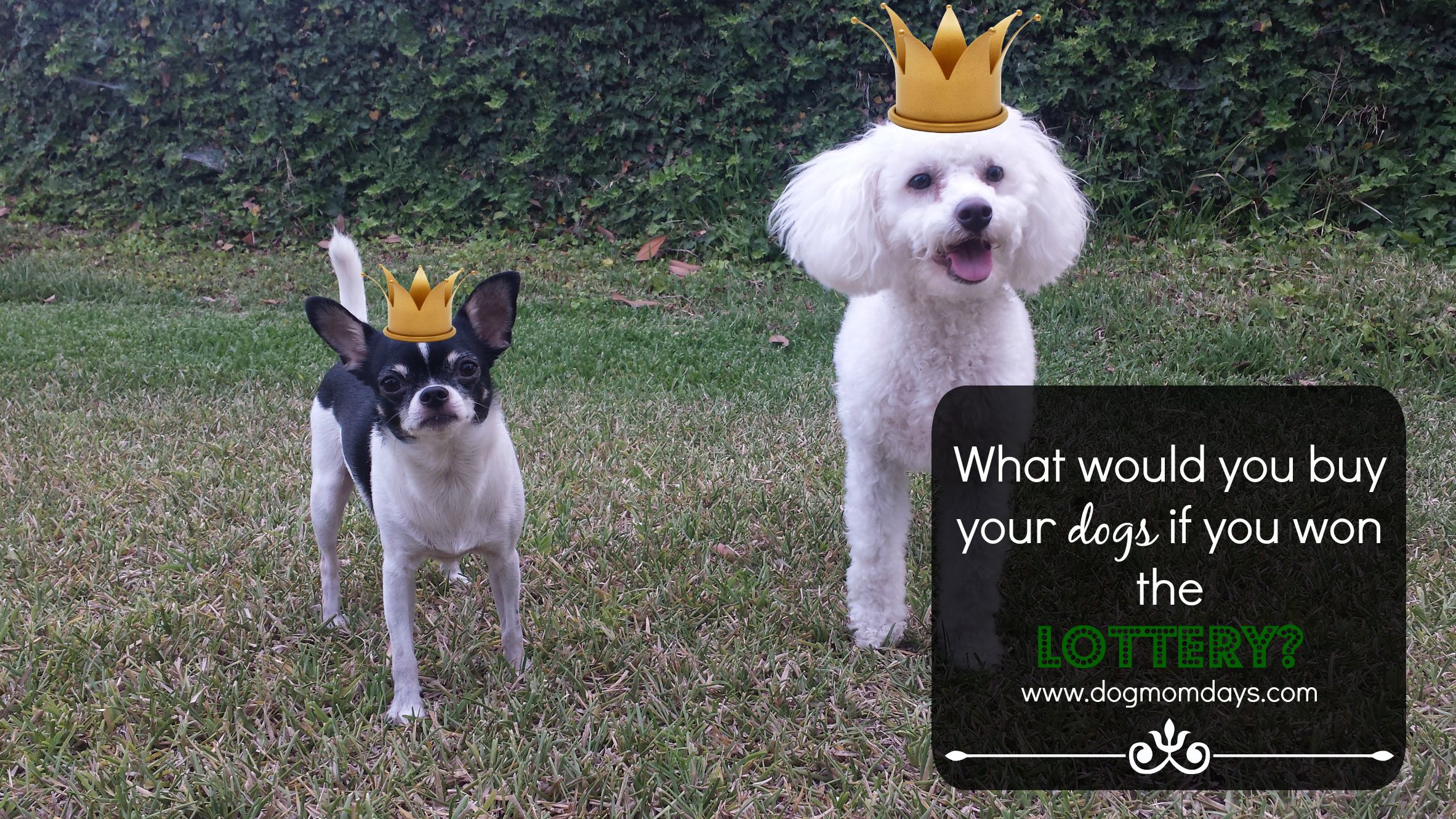 What if you won the lottery?! Dog Mom Days