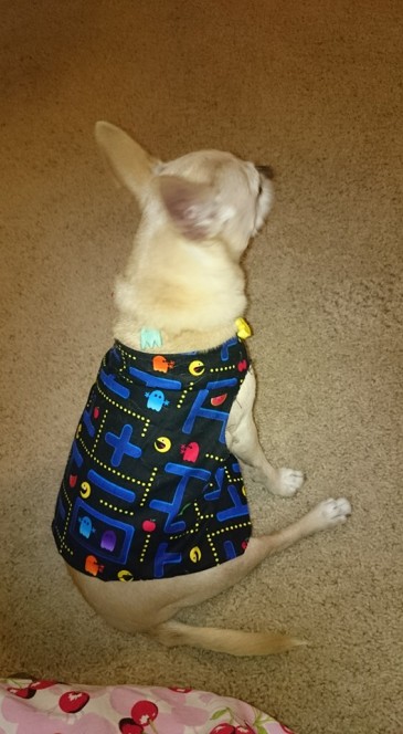 Budders in his rockin' PacMan outfit!  I loved it so much!