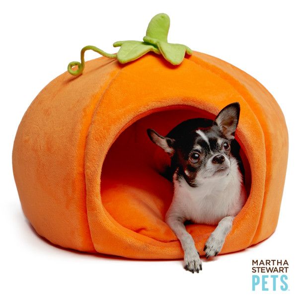 Martha Stewart Pets Pumpkin bd