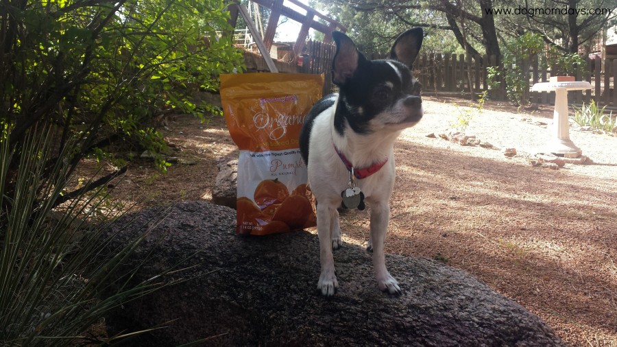 Grandma Lucy's Organic Baked Pumpkin Dog Treats product review
