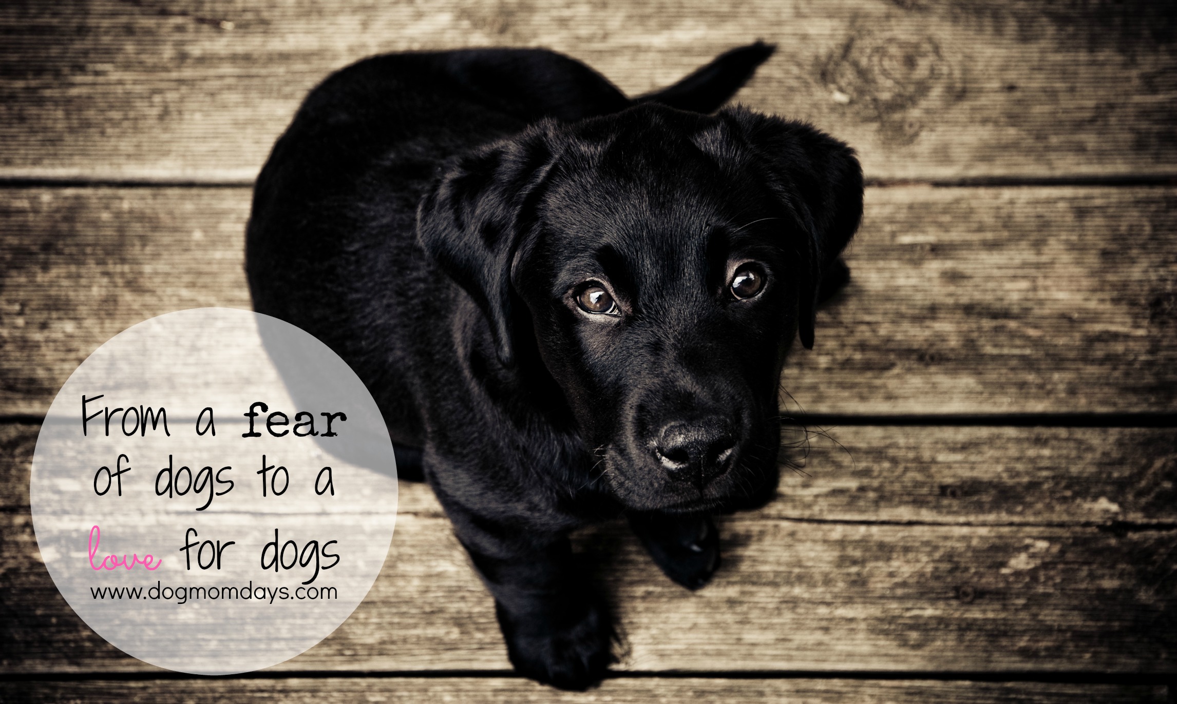 Overcoming the Fear of Dogs - Dog Mom Days