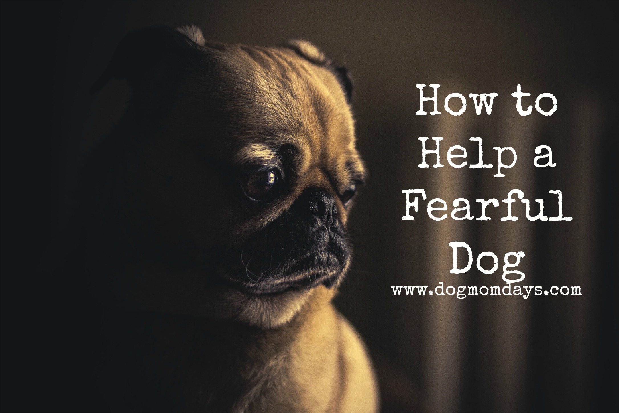 how to help a fearful dog