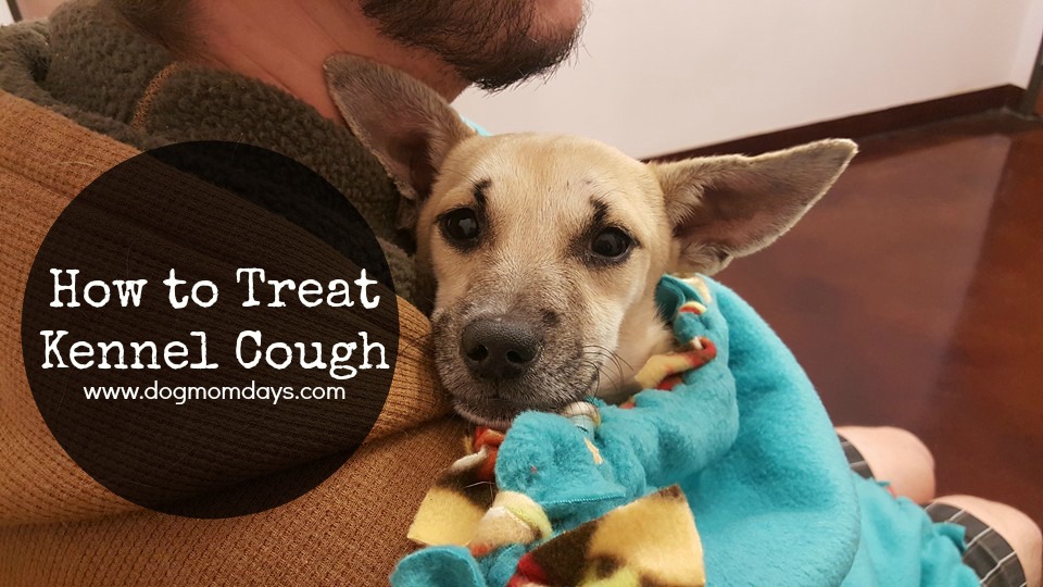 how to treat kennel cough