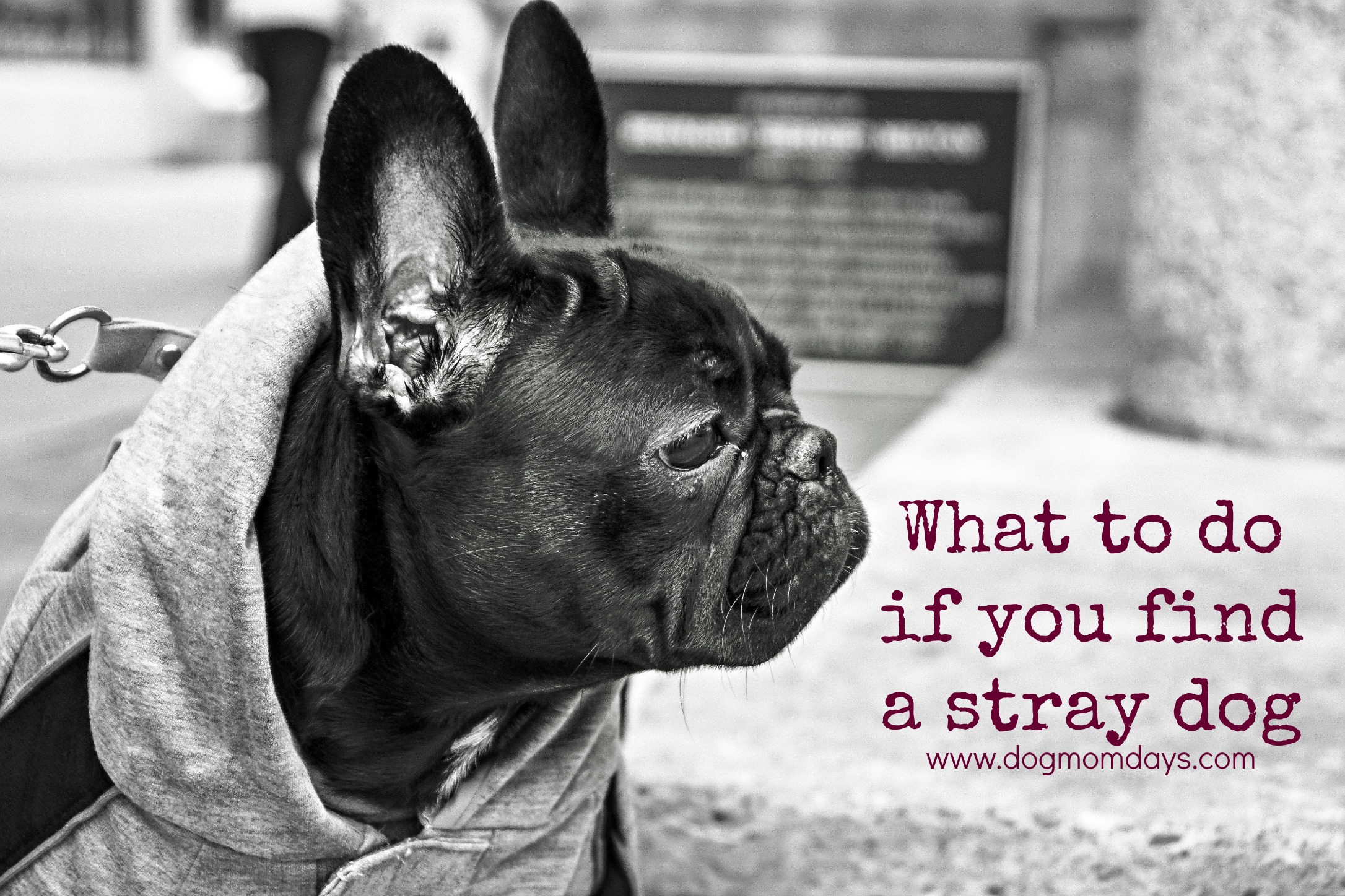 what to do if you find a stray dog
