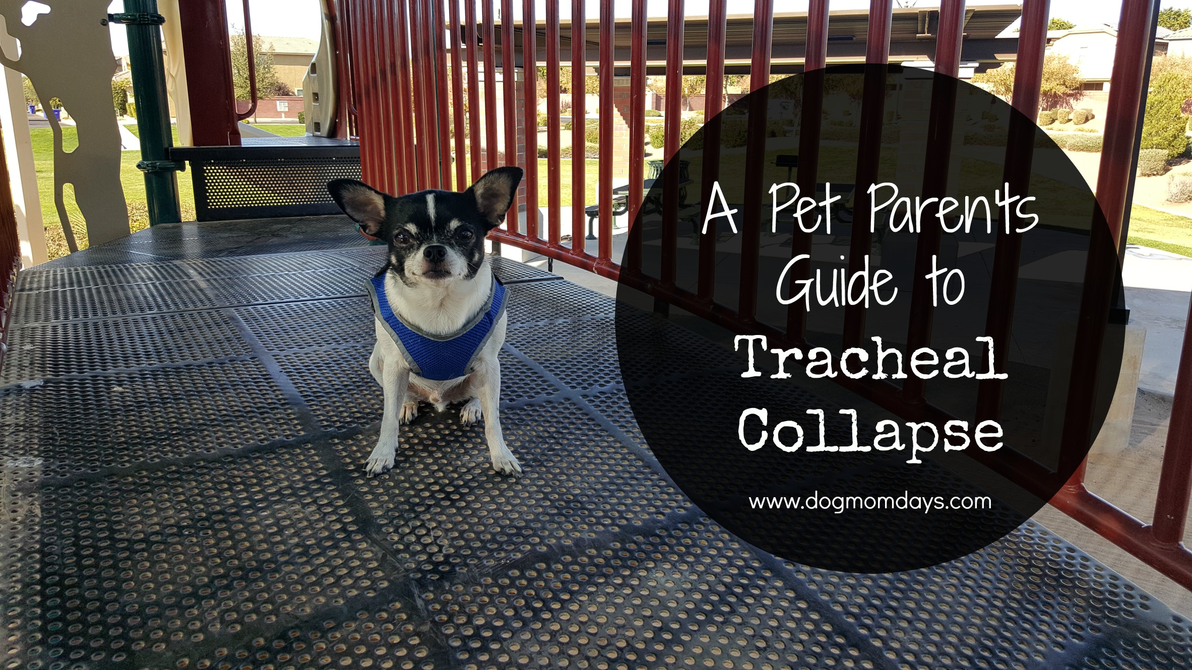 How long can a dog live with a collapsed trachea A Pet Parent S Guide To Tracheal Collapse Dog Mom Days