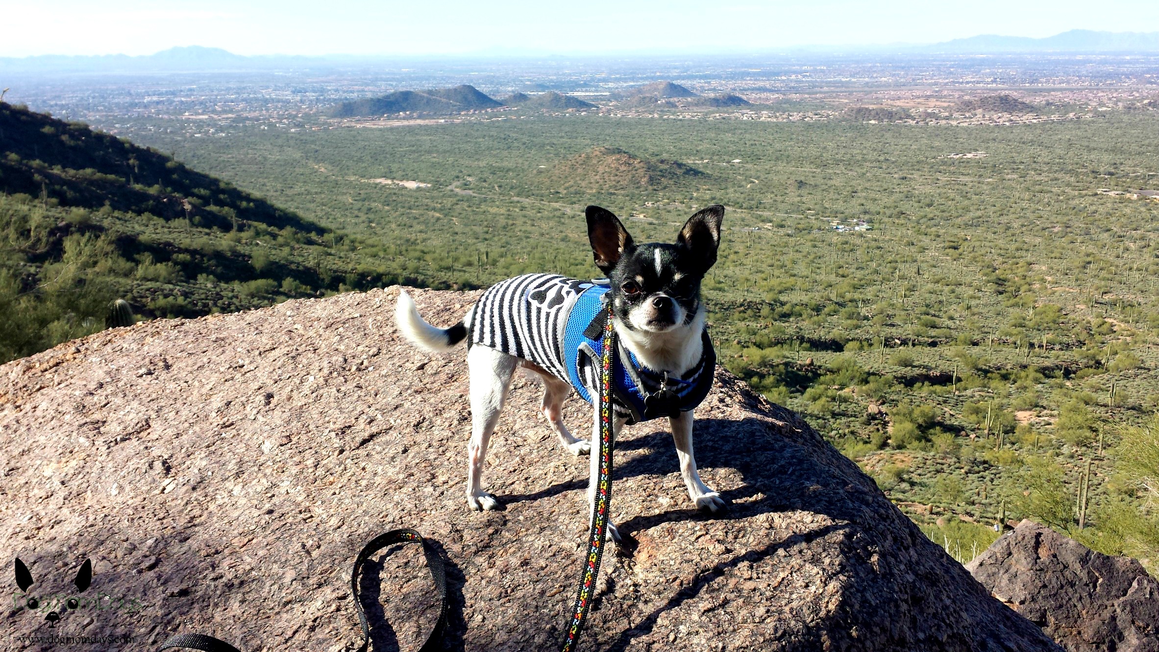 dog friendly tourist attractions in Arizona