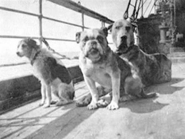 dogs on the Titanic