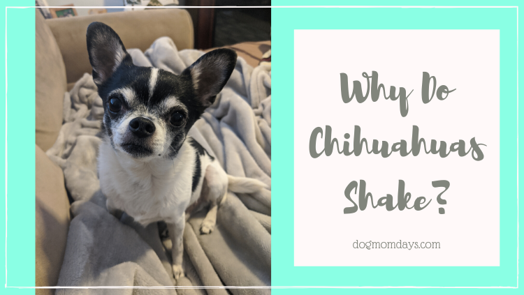why do Chihuahuas shake