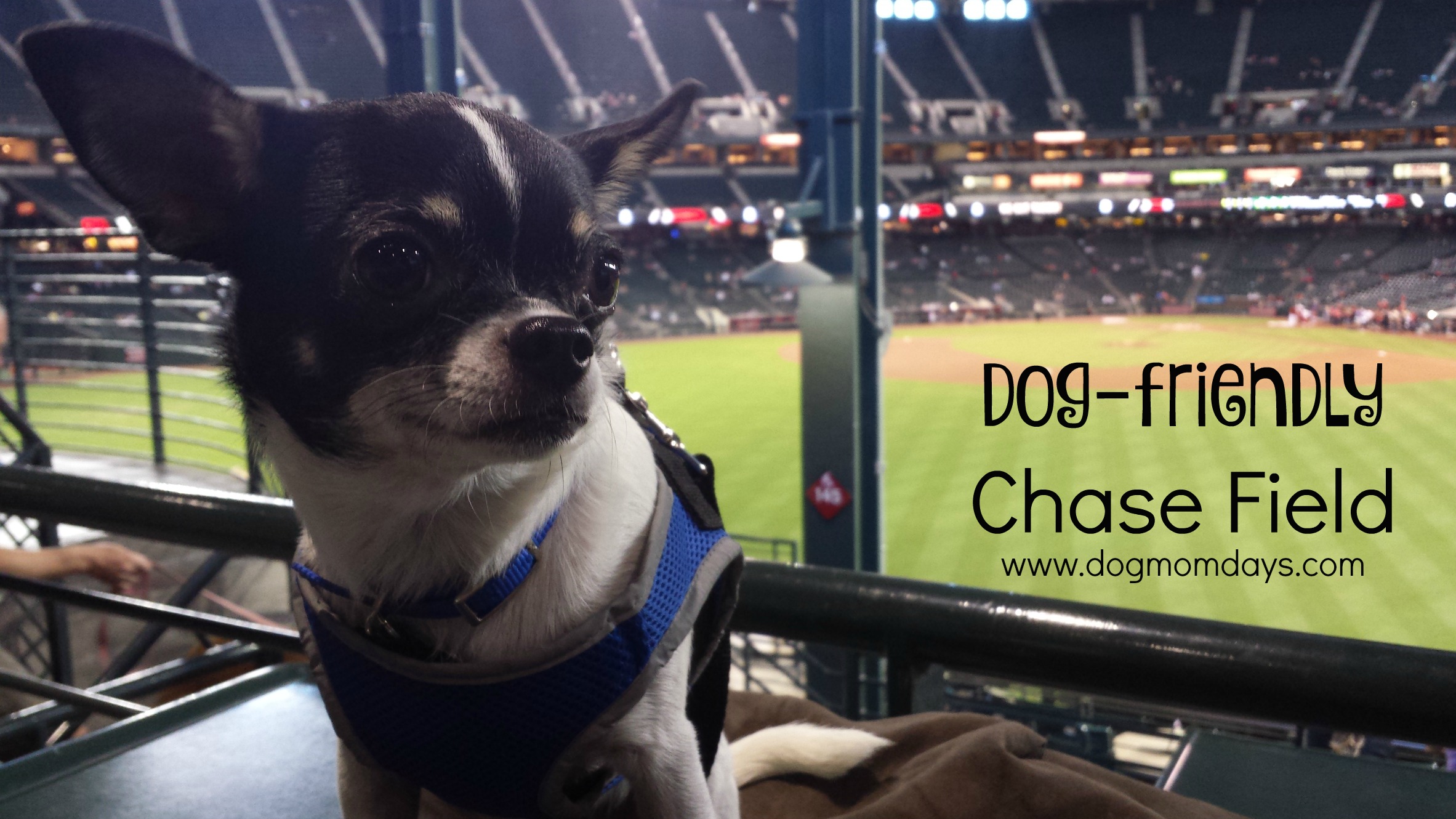 Dog-friendly Chase Field
