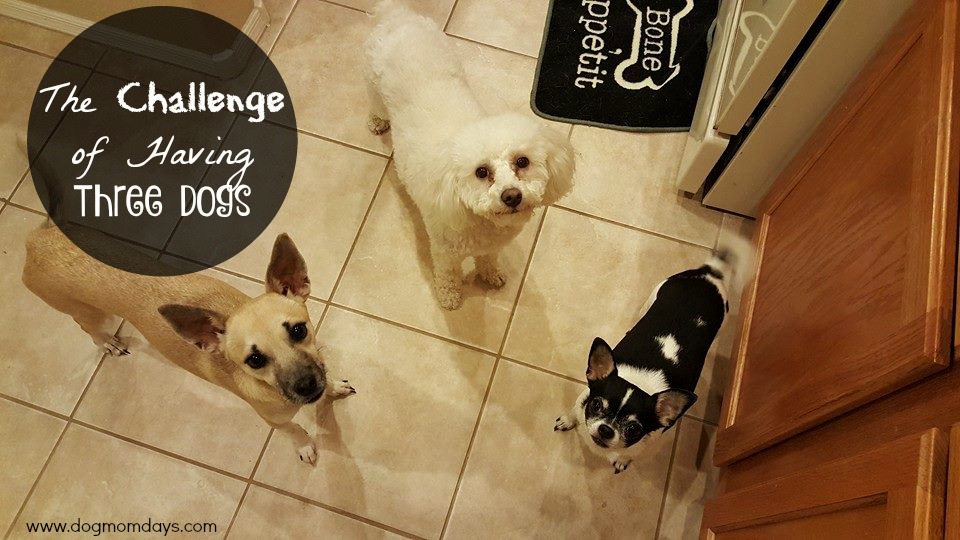 The challenge of having 3 dogs