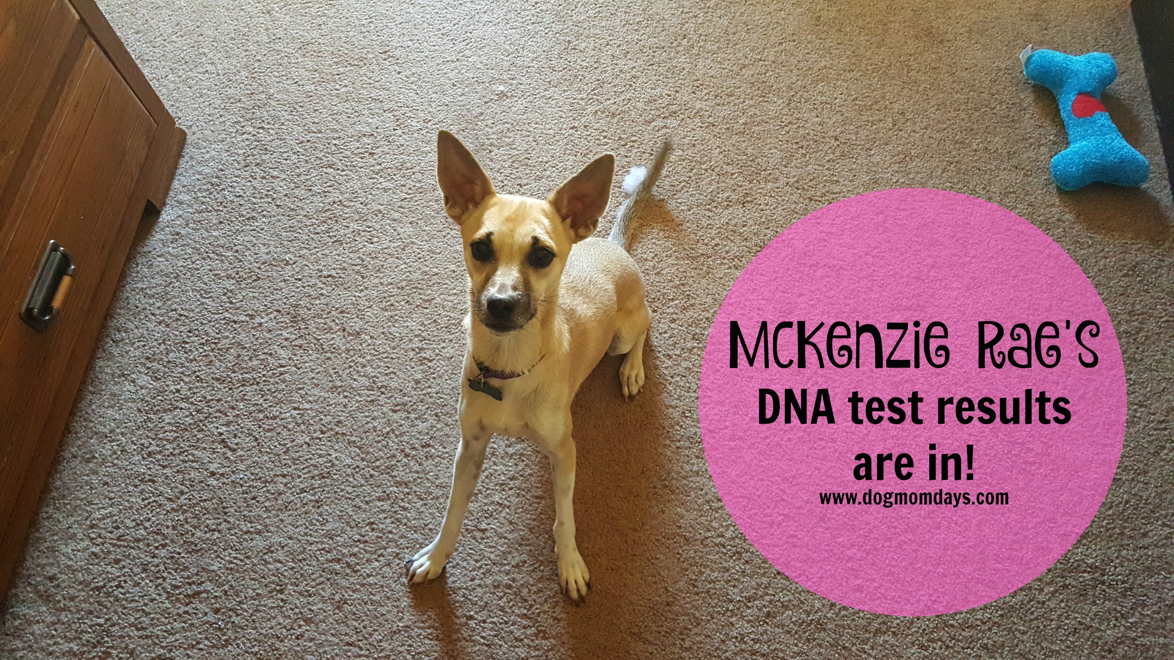 McKenzie Rae's DNA test results are in!