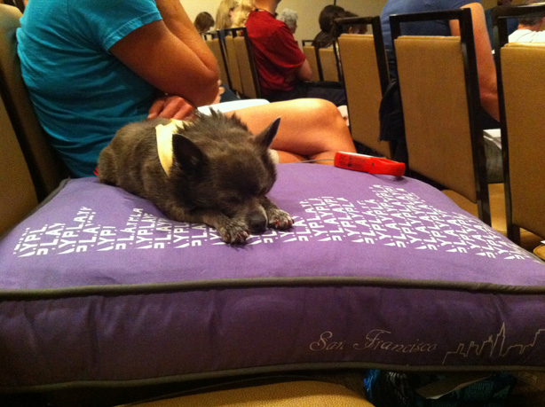 5 Types of People Who Should Attend the BlogPaws Conference