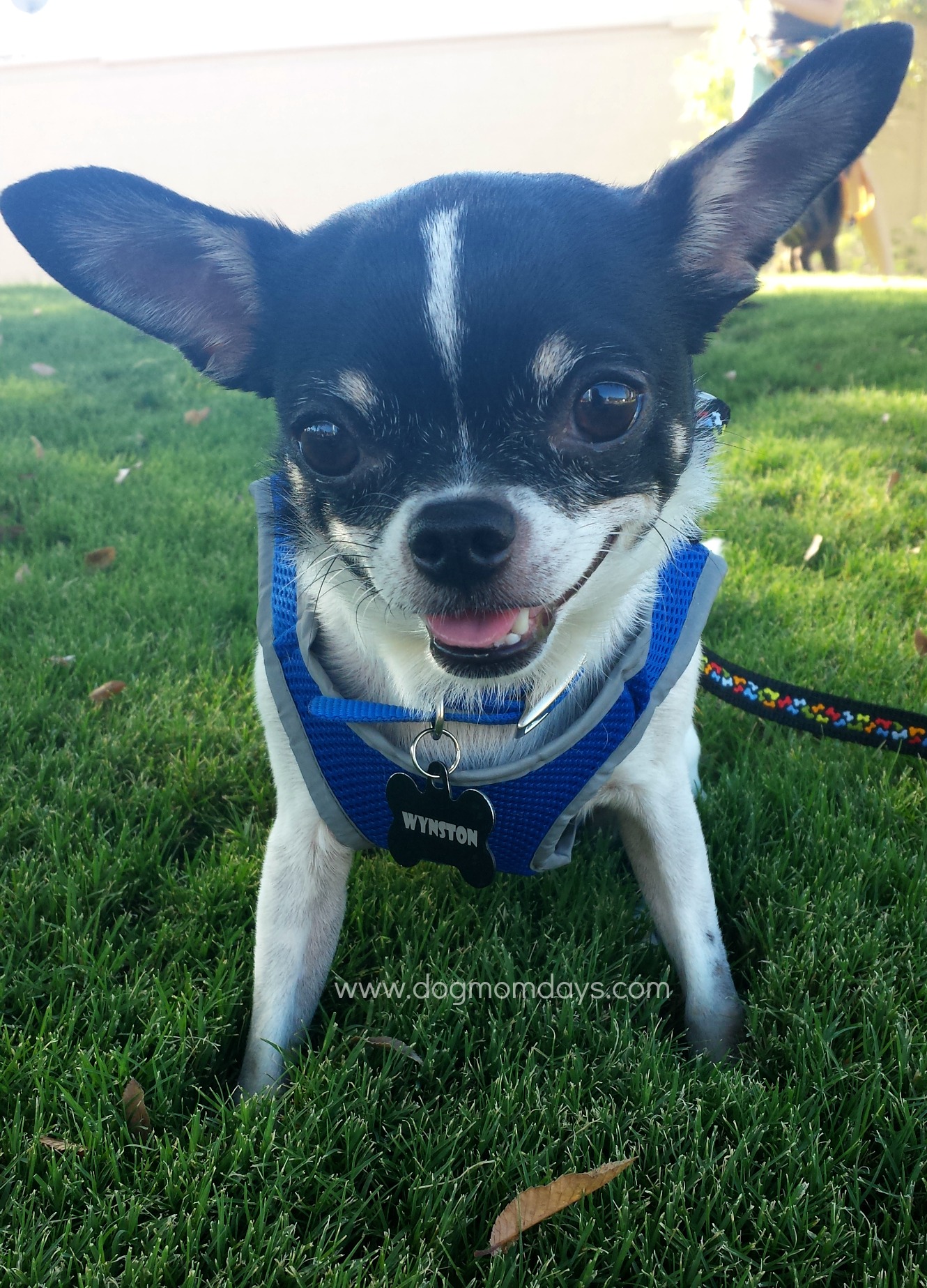 10 tips for Effectively Potty Training Your Chihuahua