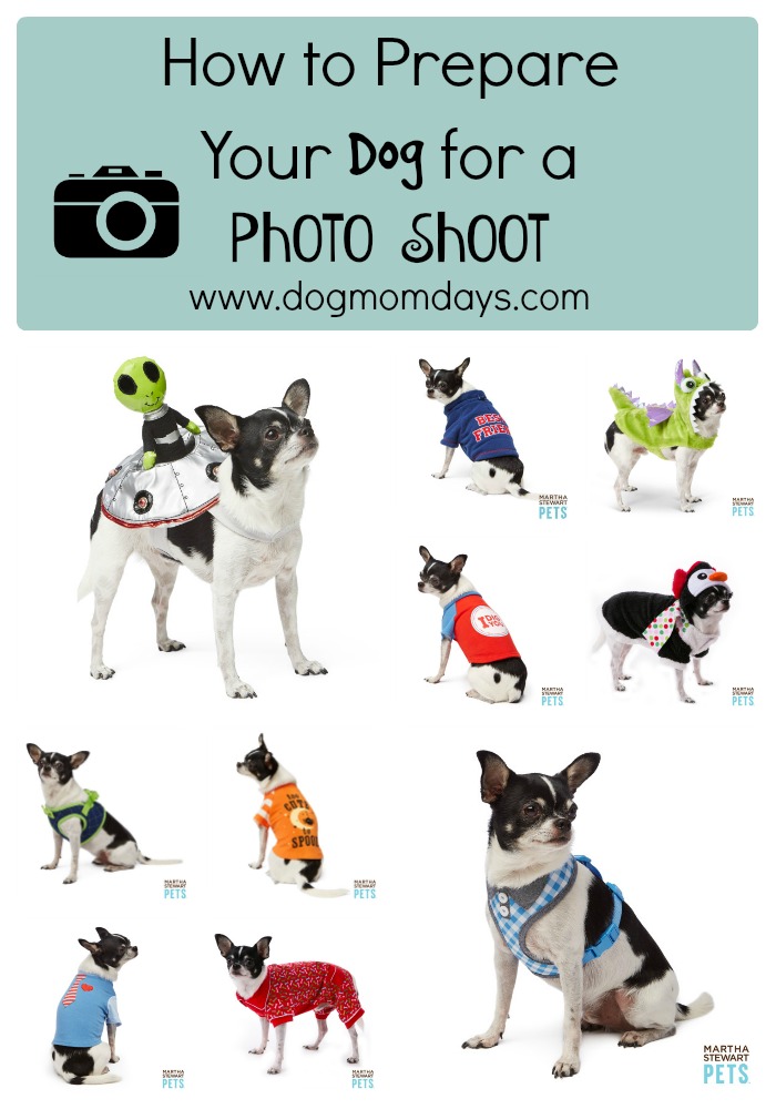 How to prepare your dog for a photo shoot